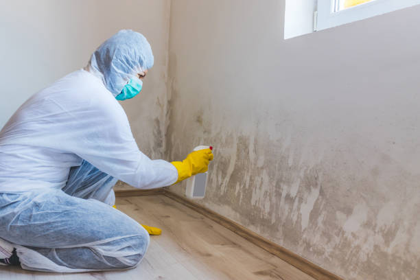 Licensed Mold Testing service in Olivia, MN - WQB Mold Removal